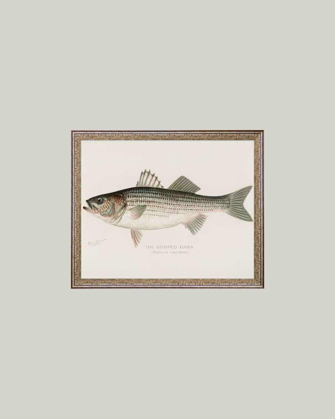 Striped Bass Framed Art