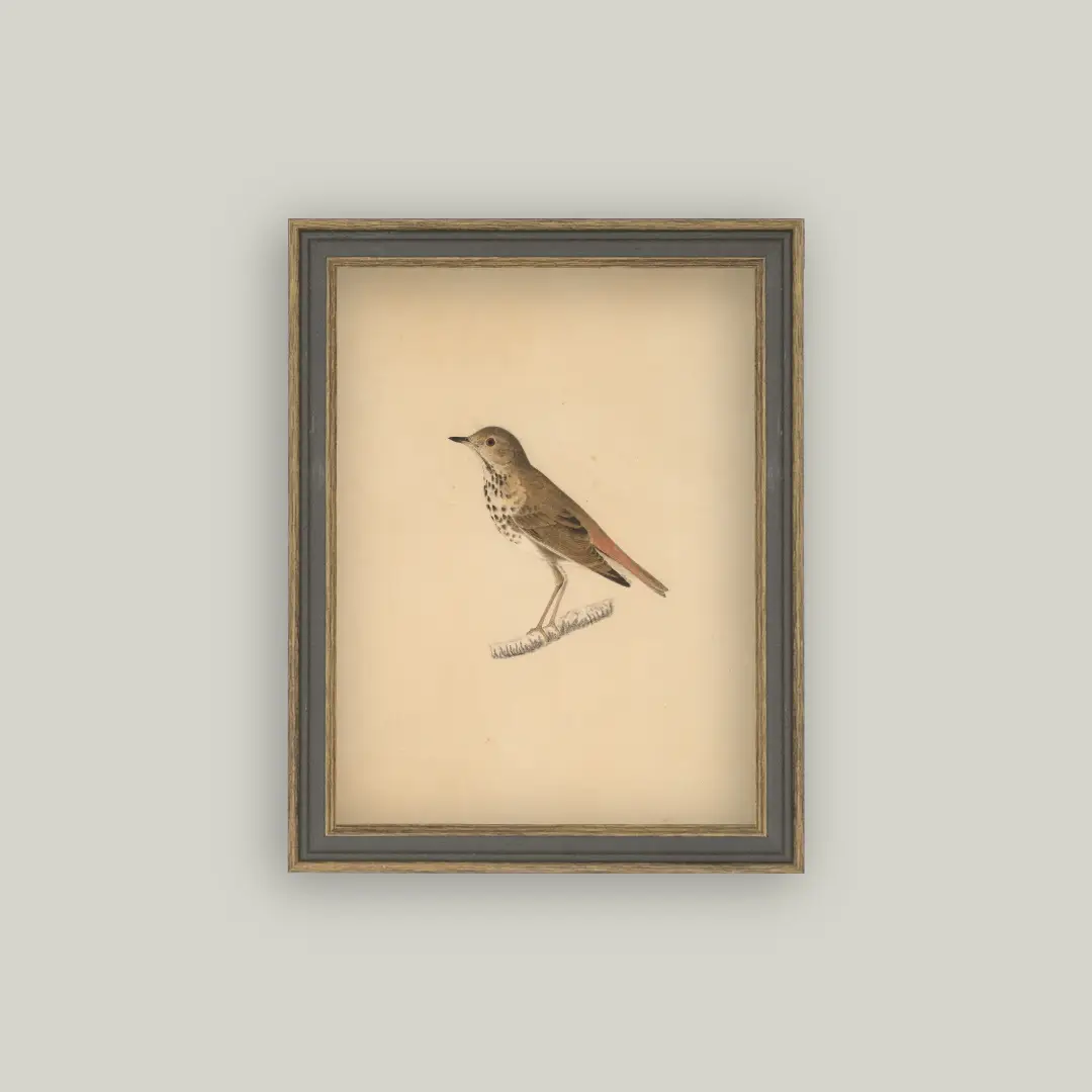 Bird Framed Art