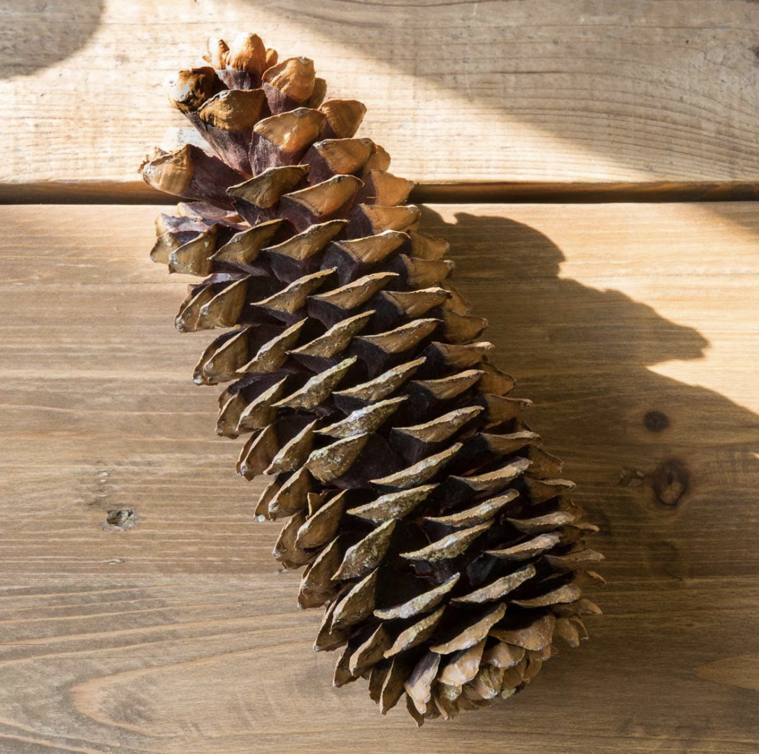Sugar Pine Cone