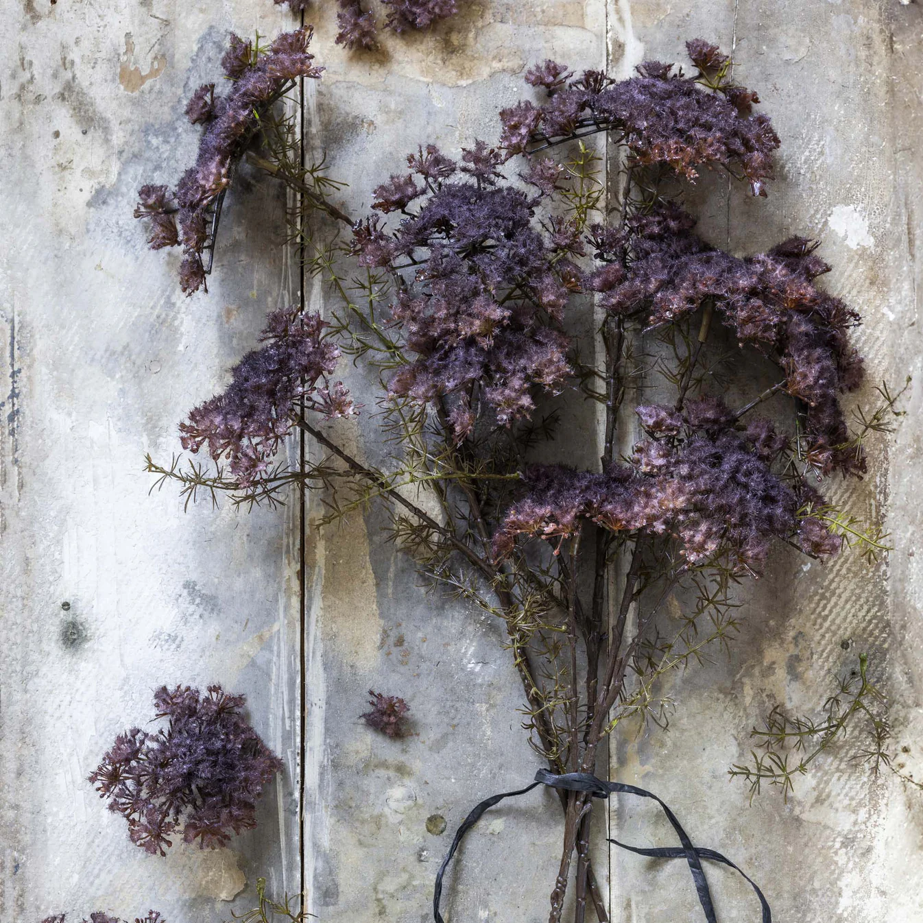 Queen Anne’s Lace, Purple