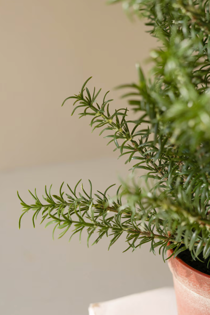 Faux Rosemary | Terra Cotta Pot