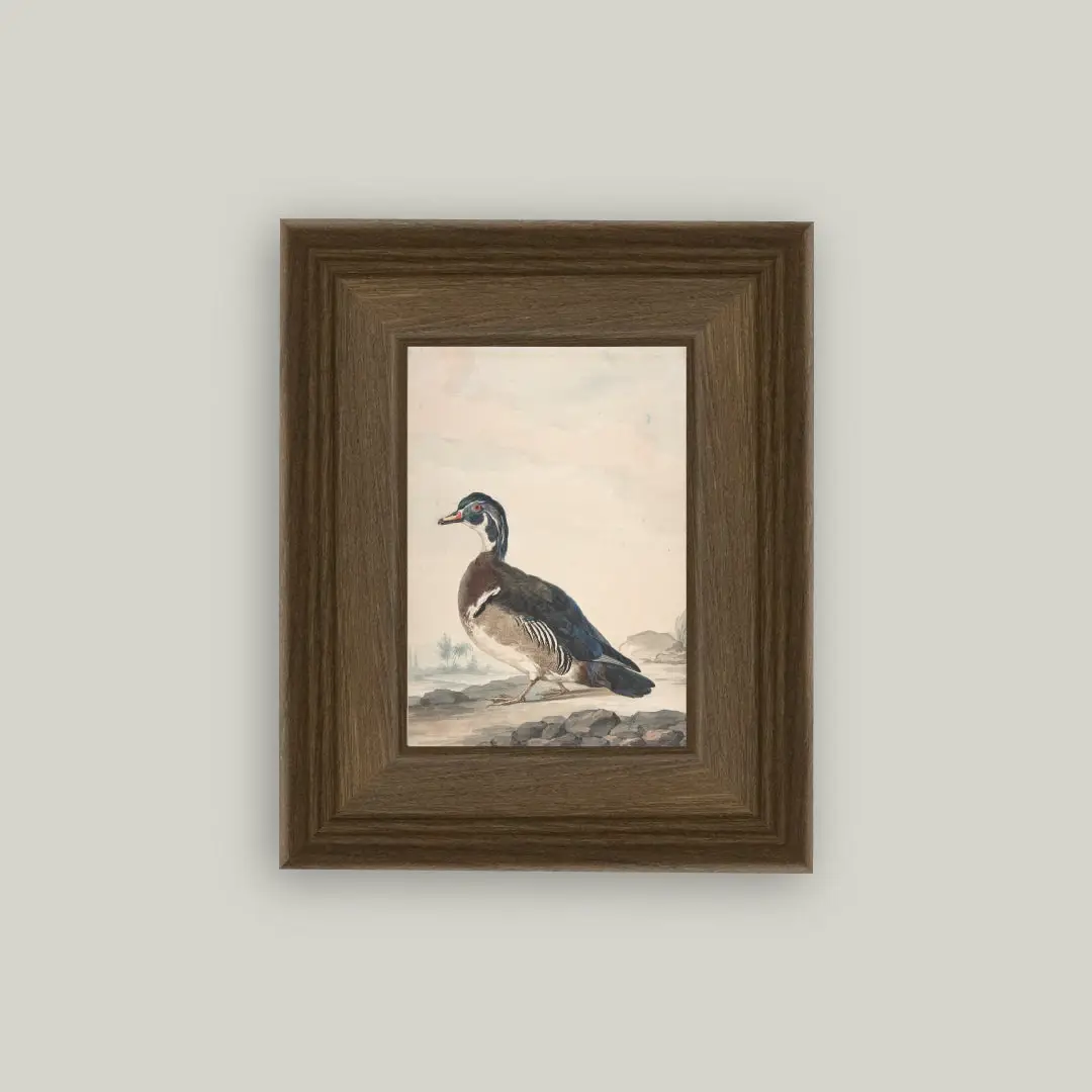 Duck Framed Art