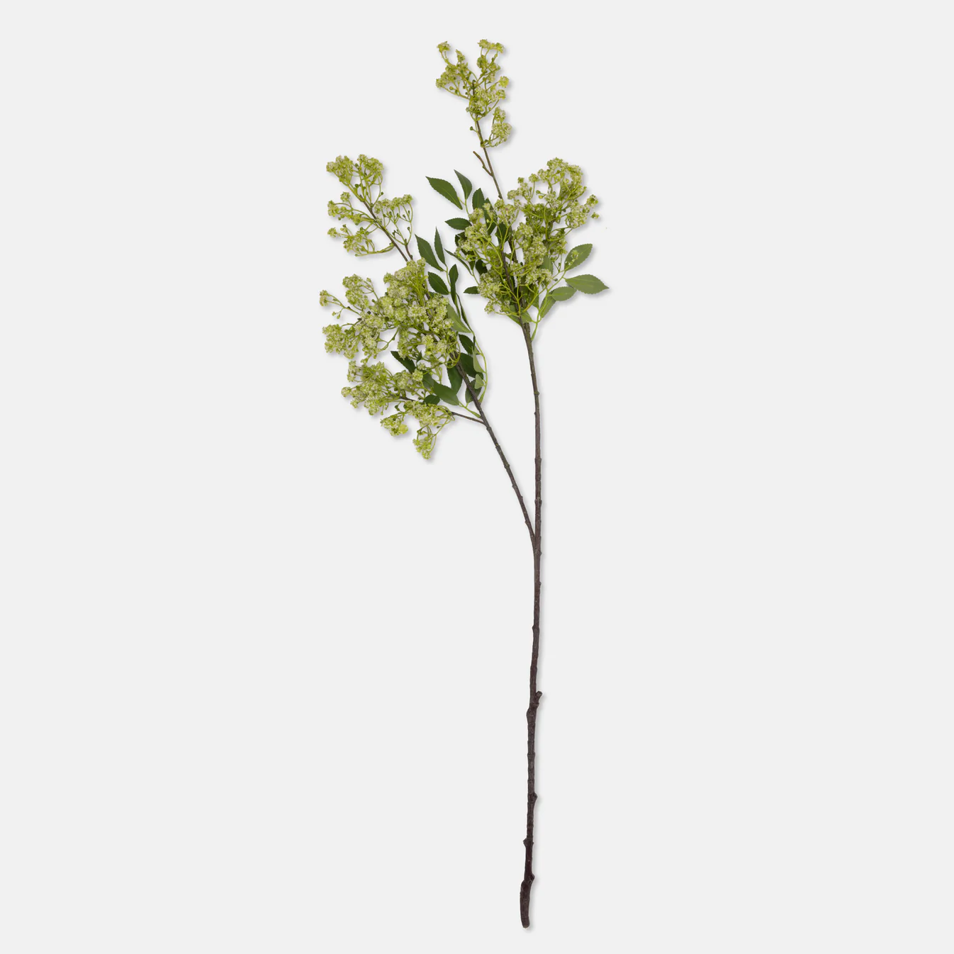 Summer Garden Branch