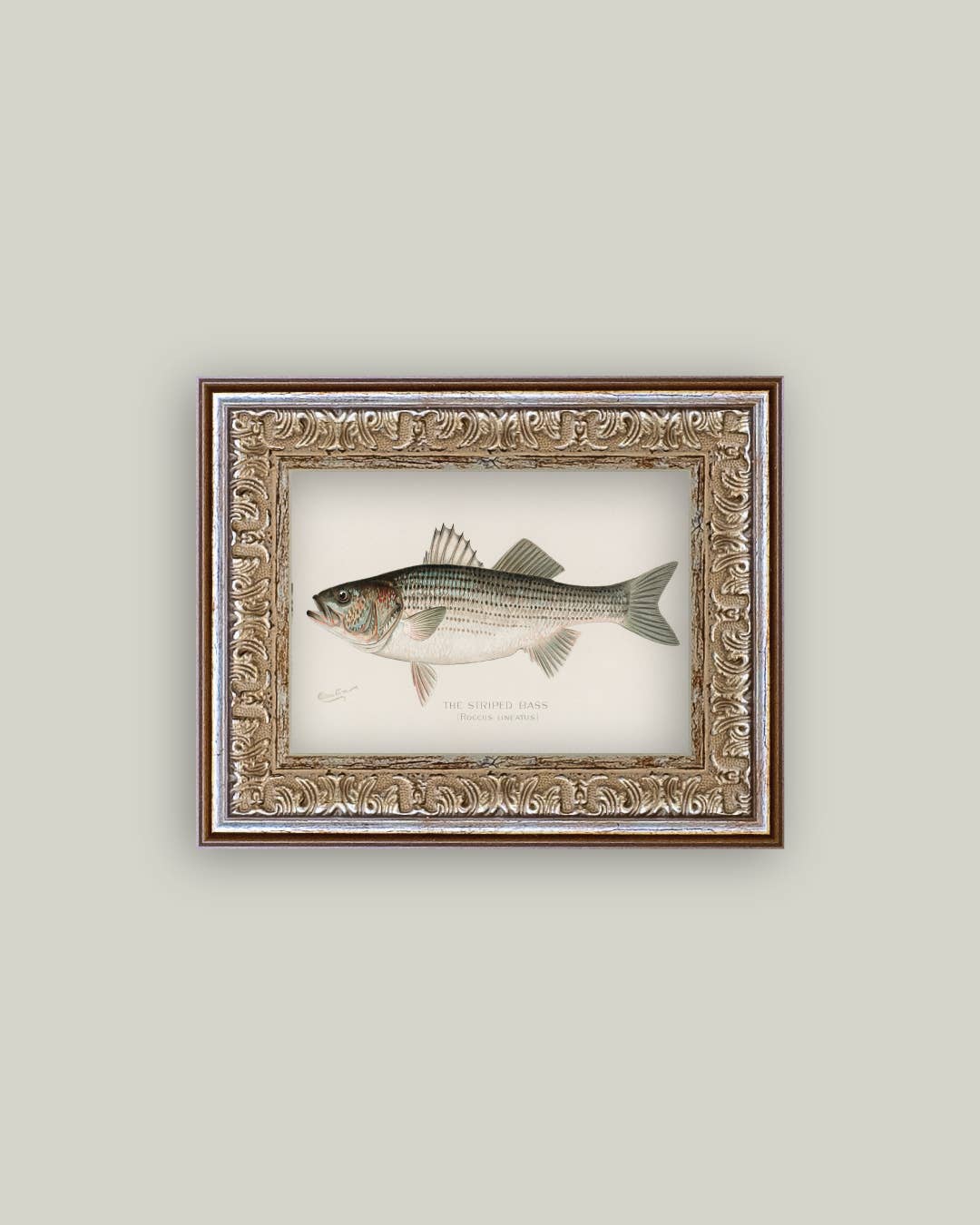 Striped Bass Framed Art