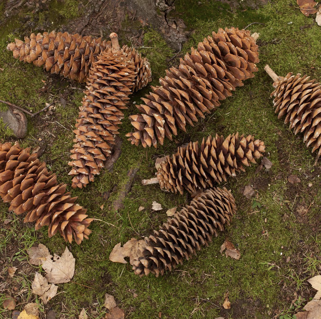 Sugar Pine Cone