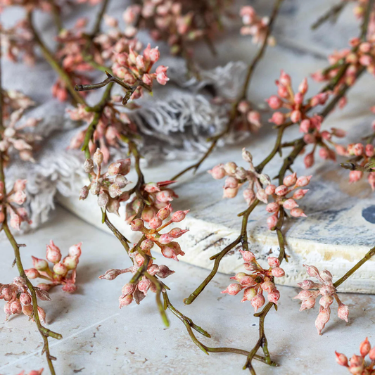 Succulent Branch, Coral