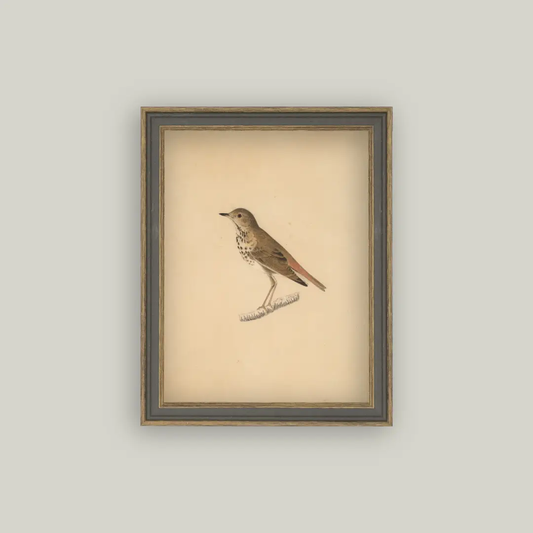 Bird Framed Art