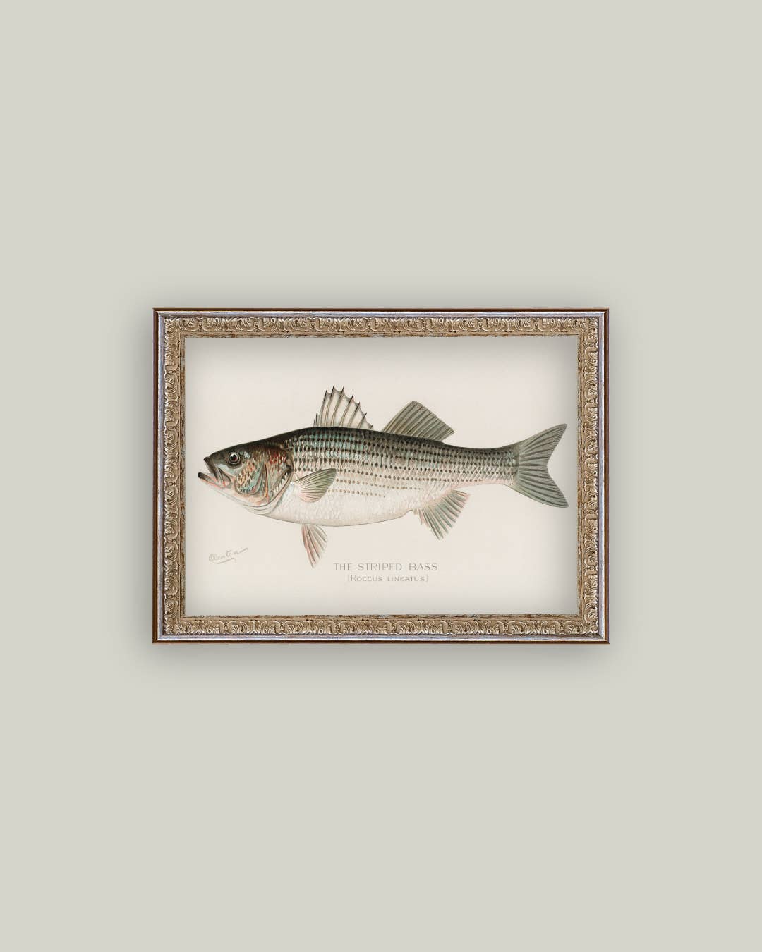 Striped Bass Framed Art