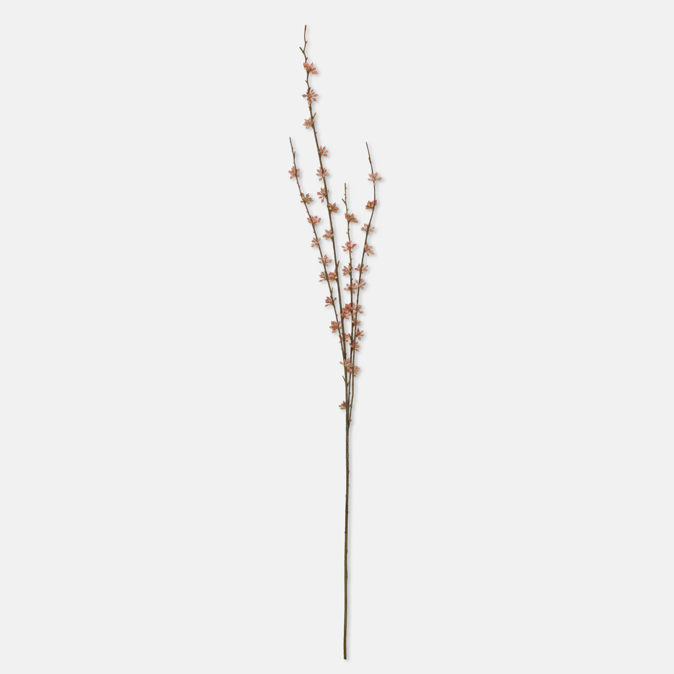 Succulent Branch, Coral