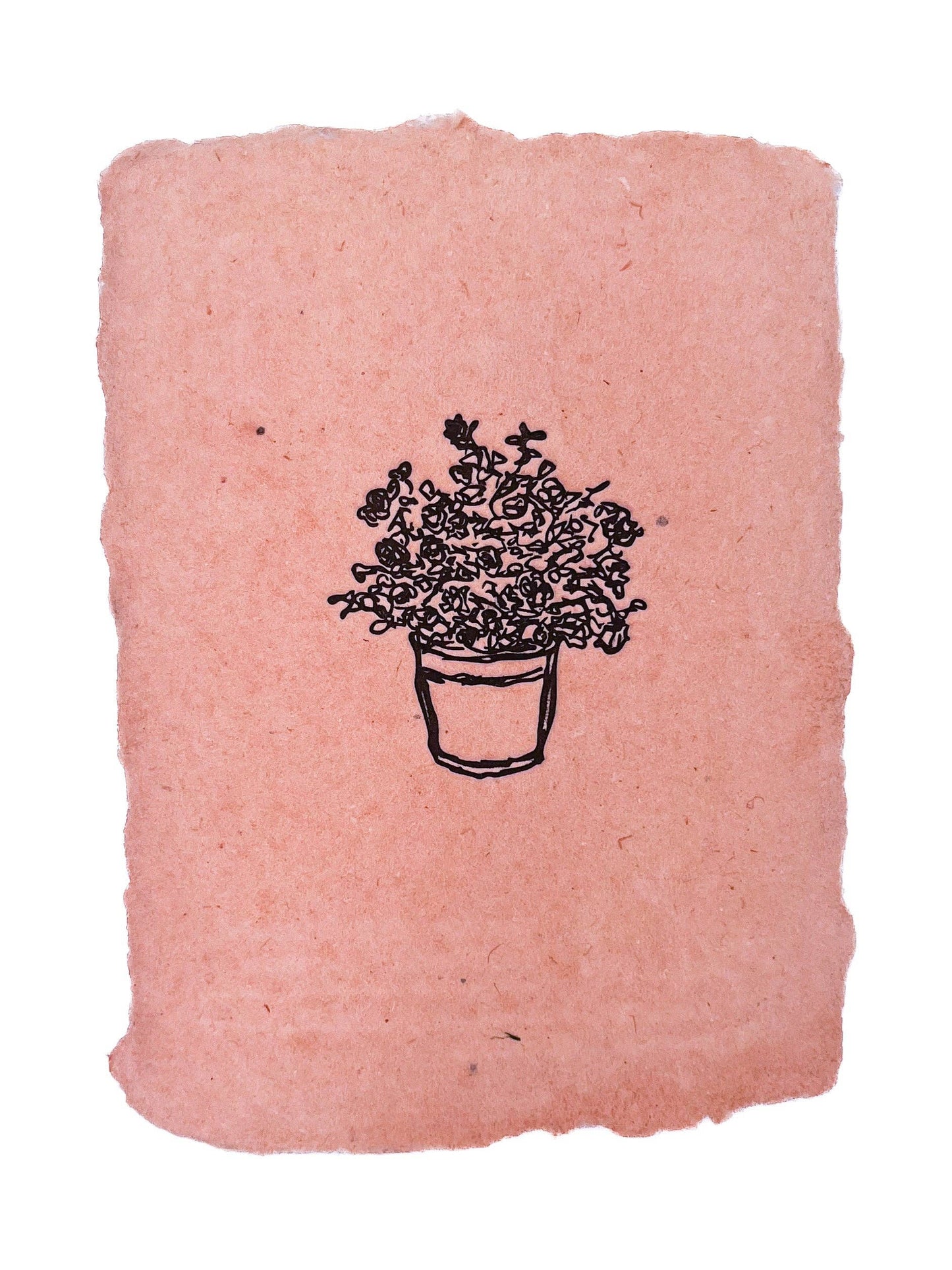 Potted rose