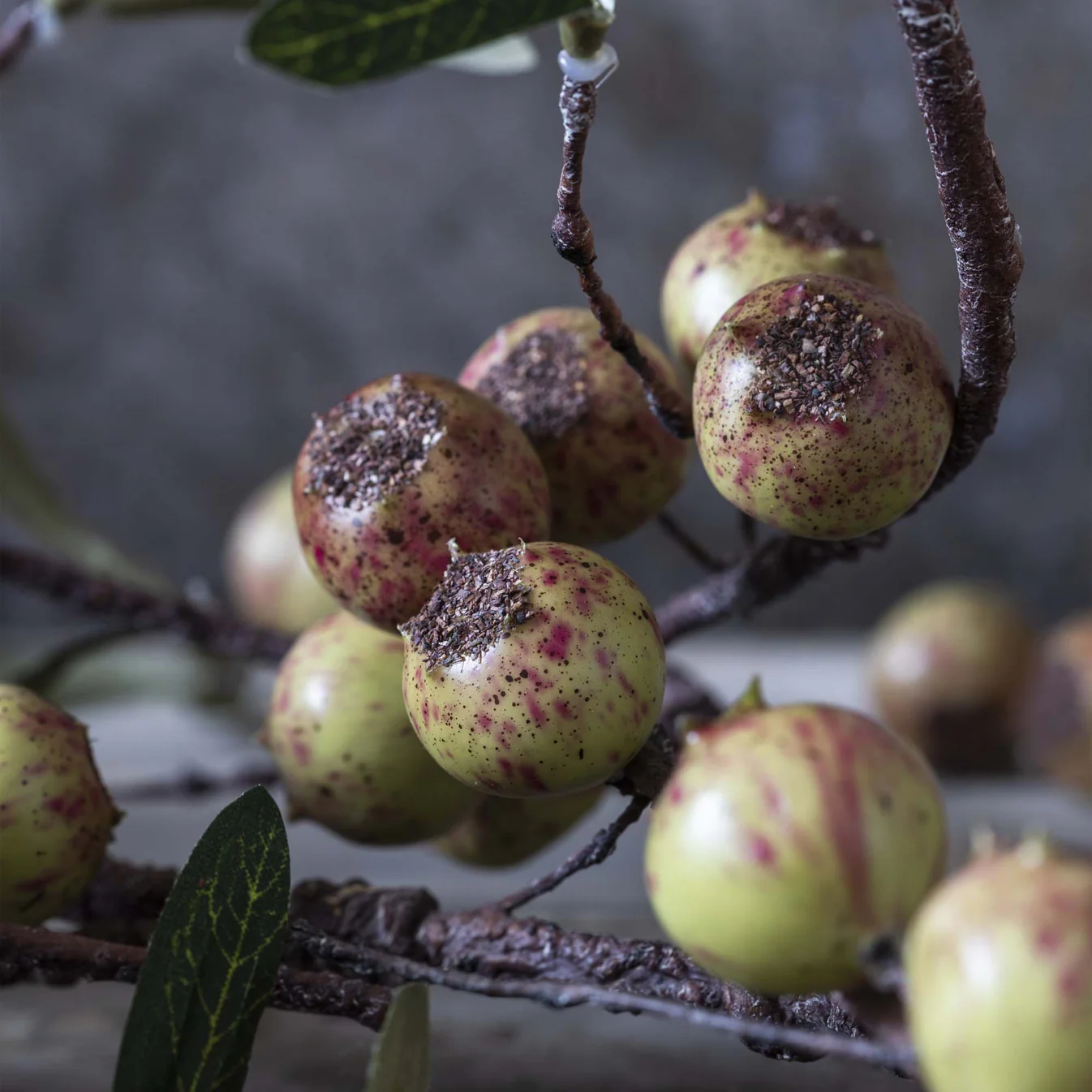 Rosehip Branch