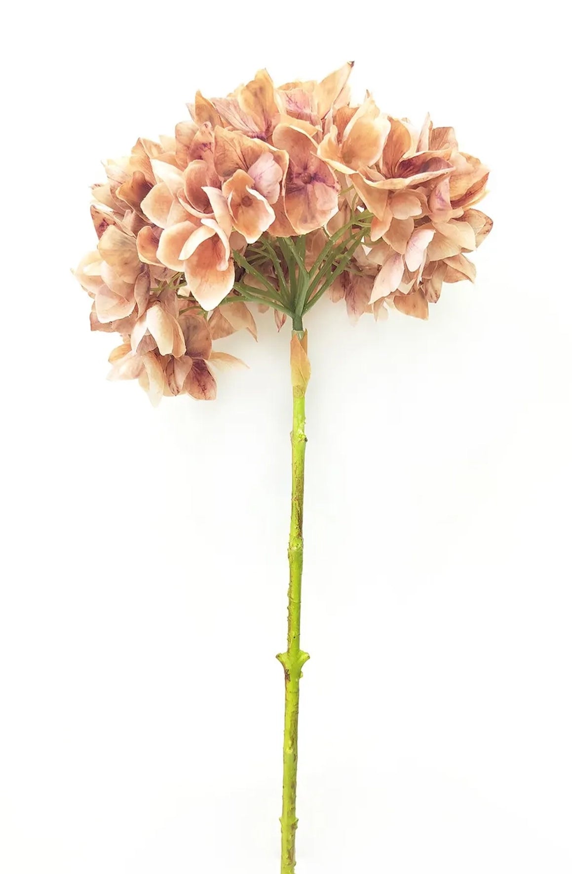 Hydrangea Stem