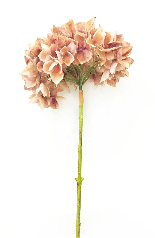 Hydrangea Stem