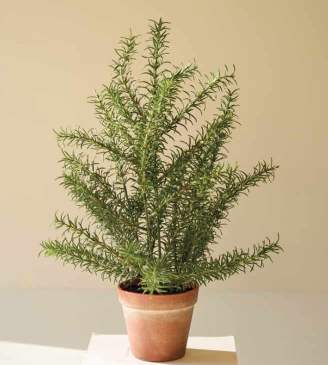 Faux Rosemary | Terra Cotta Pot