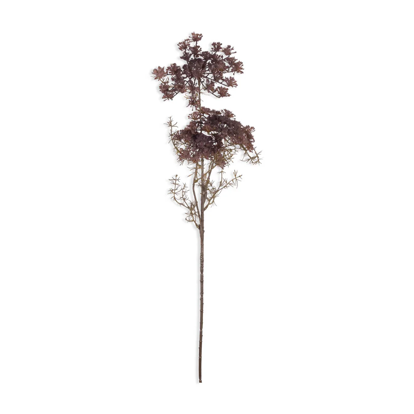 Queen Anne’s Lace, Blush