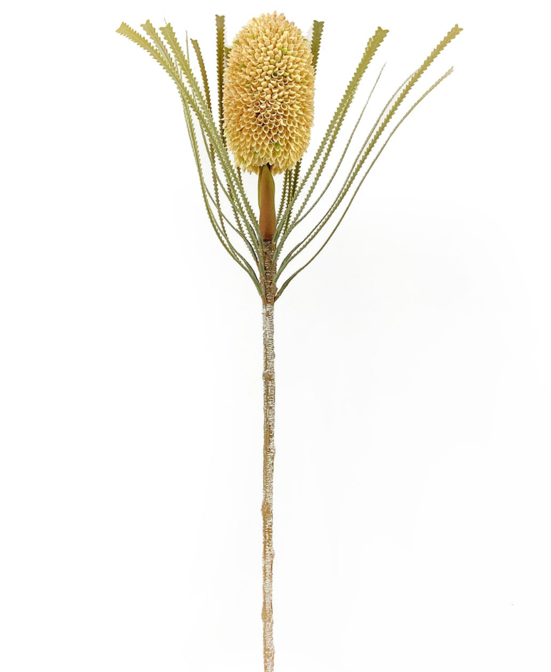 Desert Stem