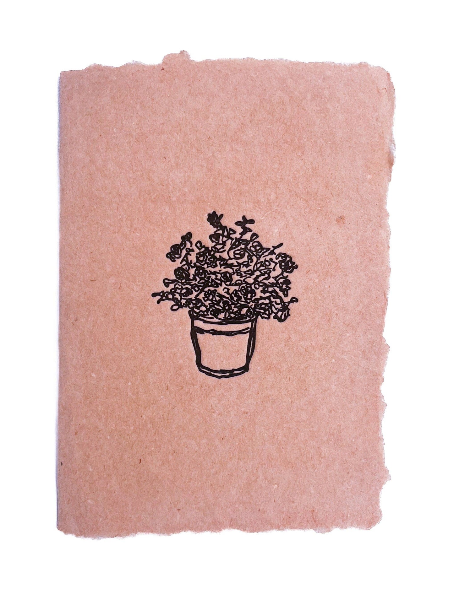 Potted rose