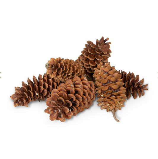 Sugar Pine Cone