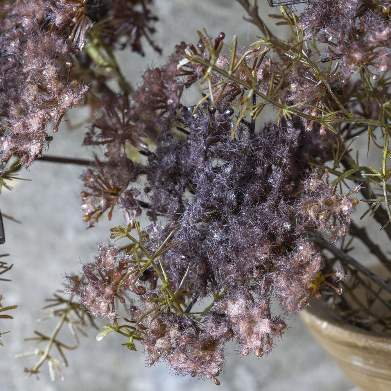 Queen Anne’s Lace, Purple