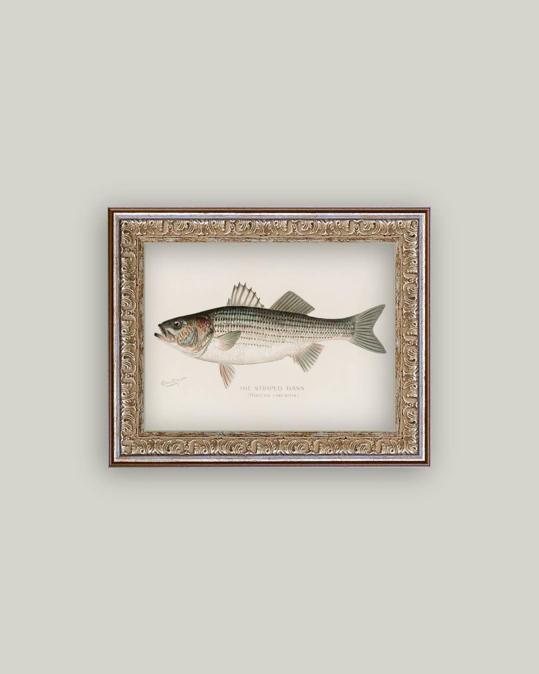Striped Bass Framed Art